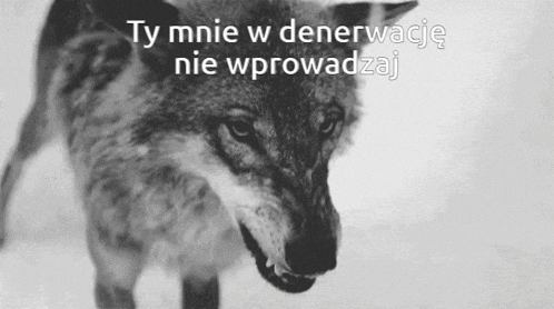 a black and white photo of a wolf with the words ty mnie w denerwanie nie wprowadzaj