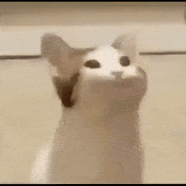 Womp Womp Cat GIF - Womp Womp Cat GIFs