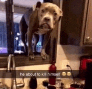 a dog is standing on top of a kitchen sink .
