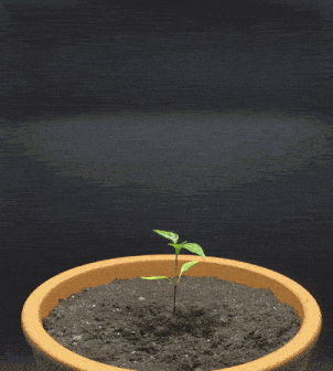a small plant is growing in a pot of soil