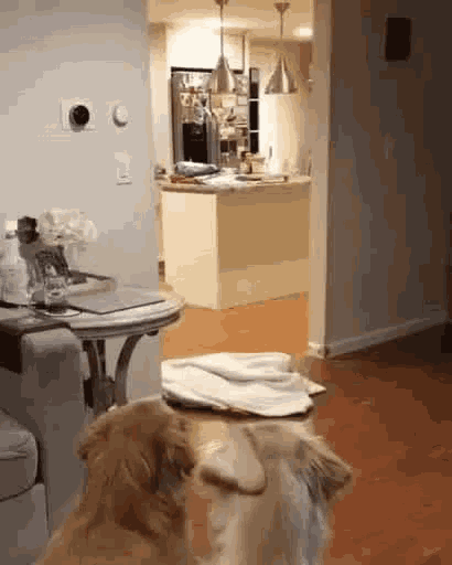 a dog is sitting on a table in a living room looking at something .