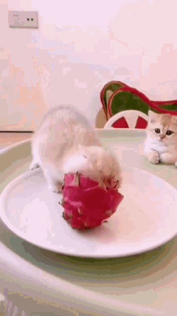 Cat Eat GIF - Cat Eat GIFs