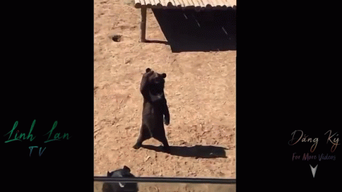 Friendly Bear GIF - Friendly Bear Waving GIFs