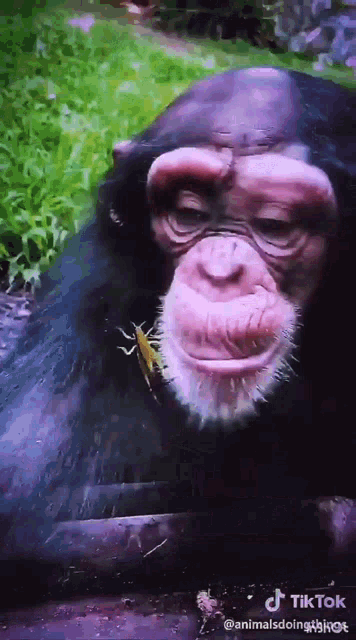 a chimpanzee with a grasshopper in its mouth and a tiktok watermark on the bottom right
