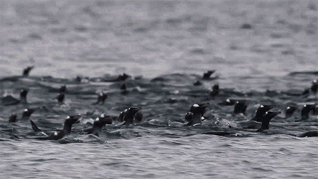 Swimming World Penguin Day GIF - Swimming World Penguin Day Symphony For Our World GIFs