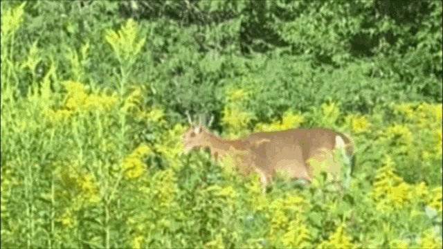 a deer standing in a field of flowers