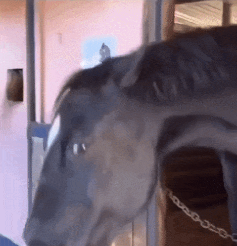 Horse Sus GIF - Horse Sus Looking At You GIFs