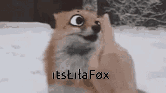 a fox is being petted by a person in the snow and the fox is looking at the camera .