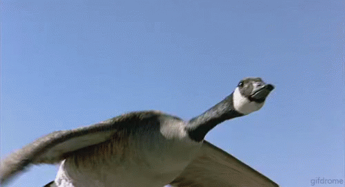 Goose GIF - Goose Geese Flying GIFs