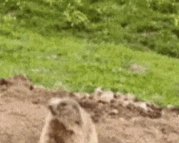 a couple of ground squirrels are sitting in a hole in the dirt .