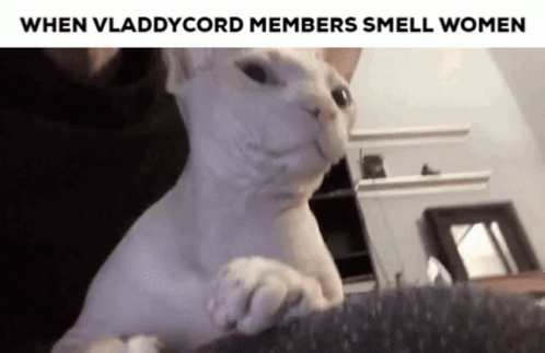 Discord Vladdy GIF - Discord Vladdy Vladdycord GIFs