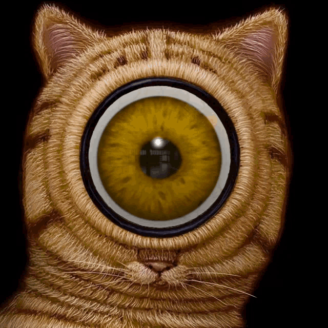 Cat Eye GIF - Cat Eye Curiousity GIFs