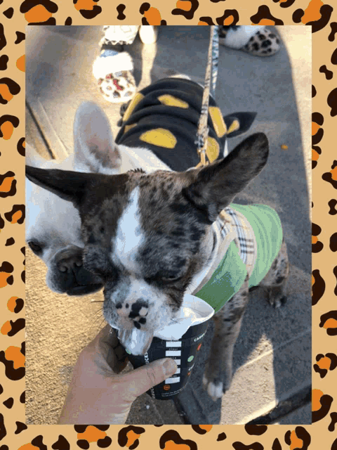 a person is feeding a dog from a cup that says starbucks