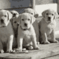 a group of puppies are sitting next to each other on a wooden ledge .