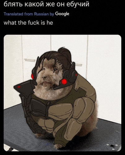 a picture of a dog in a military uniform is translated from russian by google and says what the fuck is he