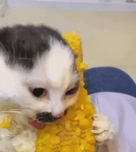 Cat Corn GIF - Cat Corn Messy GIFs