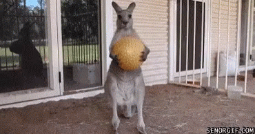 Kangaroo Drop GIF - Kangaroo Drop Ball GIFs