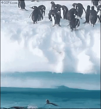 Antartica Penguin GIF - Antartica Penguin Jump GIFs