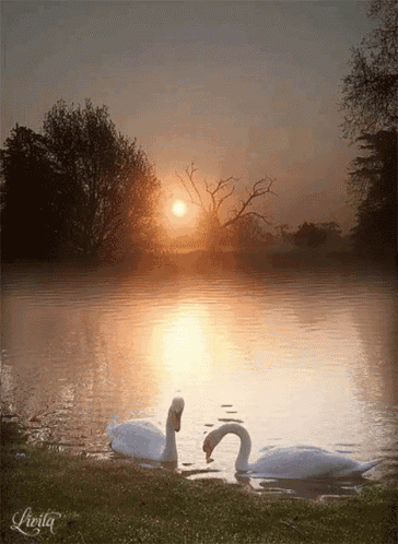 a couple of swans are swimming in a lake at sunset