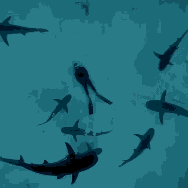 a man is surrounded by sharks in the water