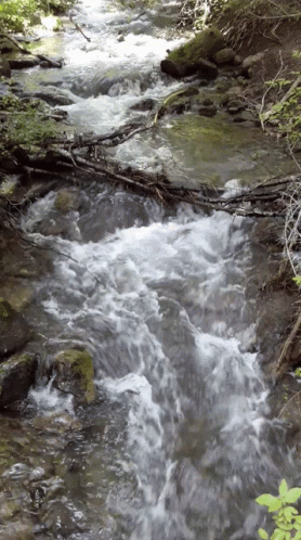 Nature River GIF - Nature River Water GIFs