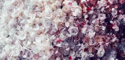 Roses GIF - Flowers Pretty Rose GIFs