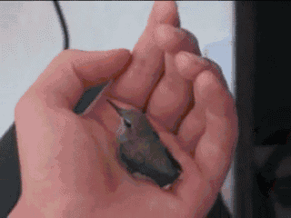 a person holds a small bird in their hand