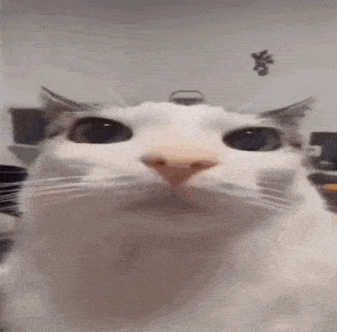 a close up of a white cat 's face looking at the camera while sitting on a table .