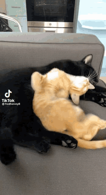 Cat Hugging GIF - Cat Hugging Hug GIFs