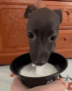 a small dog is drinking milk from a black bowl .