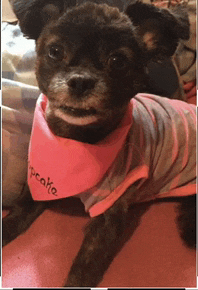 a dog wearing a pink bandana that says cupcake