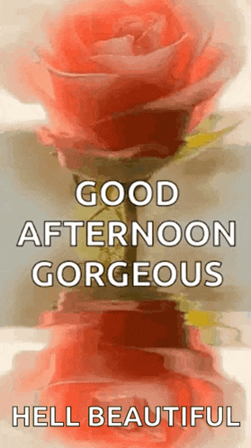 a picture of a rose with the words `` good afternoon gorgeous hell beautiful ''