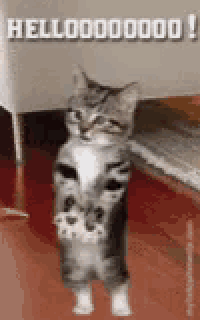 a cat is standing on its hind legs with its paws up and says hello .