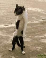 Dancing Cat GIF - Dancing Cat Dance GIFs