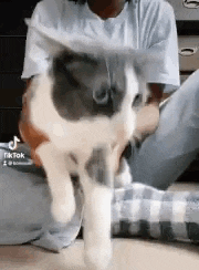 a person is holding a gray and white cat while it runs .