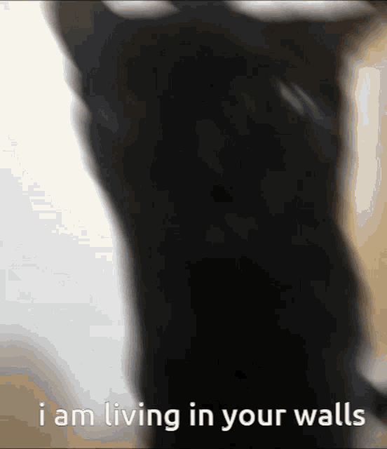 Cat Is Living In Your Walls GIF - Cat Is Living In Your Walls GIFs