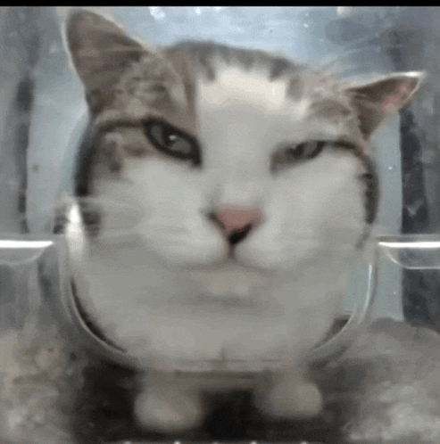 a close up of a cat 's face in a clear plastic container