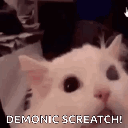 Cat Screaming Cat GIF