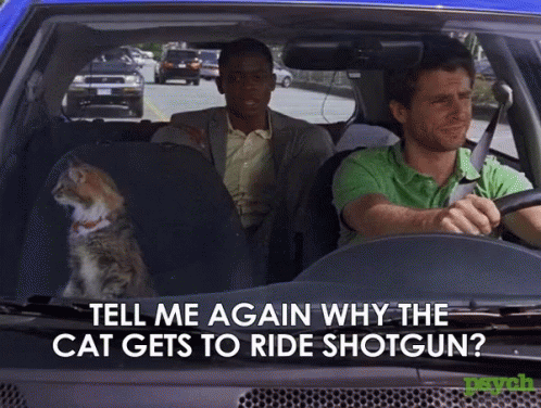 Shotgun Cat GIF - Shotgun Cat Car Ride GIFs