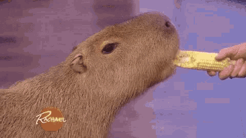 a capybara is eating corn from a person 's hand