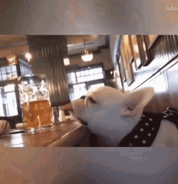 Funny Animals Dogs GIF - Funny Animals Dogs Struggle GIFs