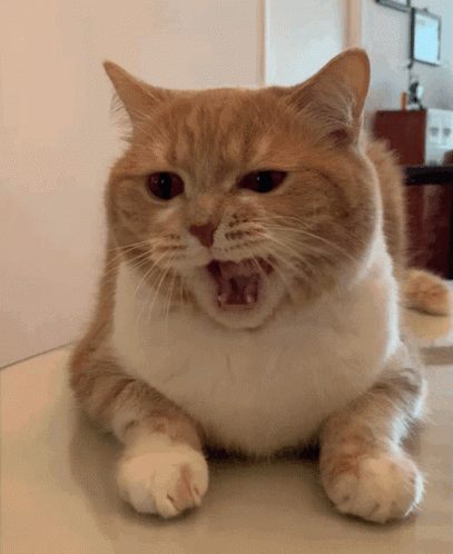 Cat Yawn GIF - Cat Yawn GIFs