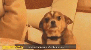 Funny Animals GIF - Funny Animals Scold GIFs