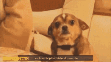 a small brown dog is sitting on a couch with the words le chien le plus triste du monde written below it