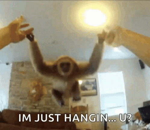 Monkey Hug GIF - Monkey Hug Monkeys GIFs