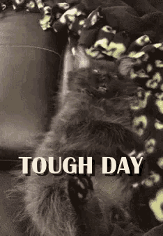 Tough Day No Judgement GIF - Tough Day No Judgement Cat GIFs