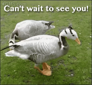 Cant Wait To See You GIF - Excited Cant Wait To See You Duck GIFs