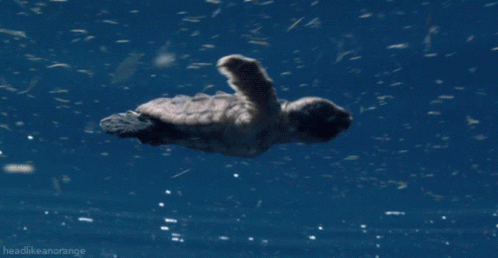 Baby Turtle Swimming GIF - Baby Turtle Swimming Swim GIFs