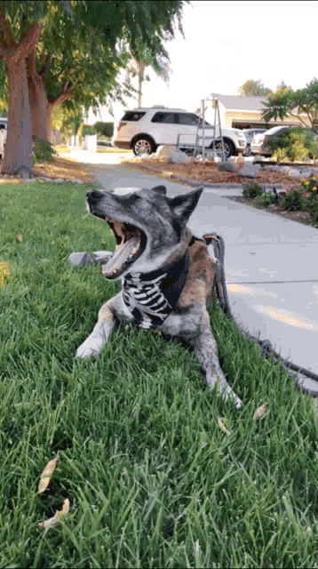 a dog wearing a bandana that says ninja laying in the grass