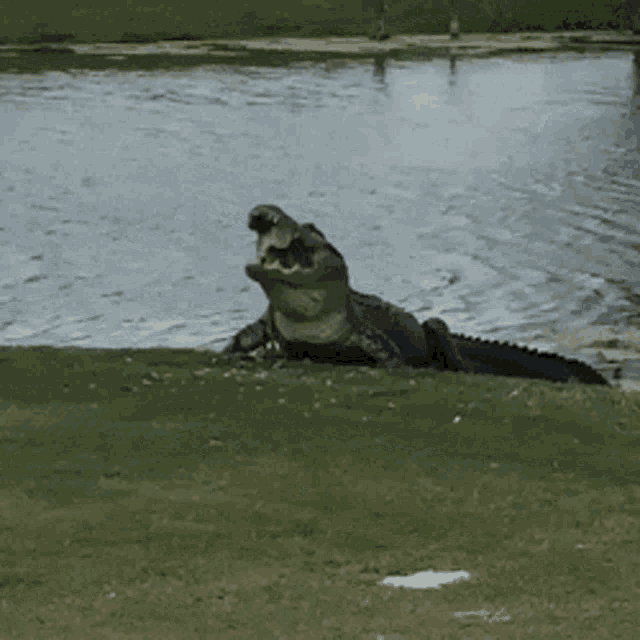 Crocodile Eating GIF - Crocodile Eating Fish GIFs